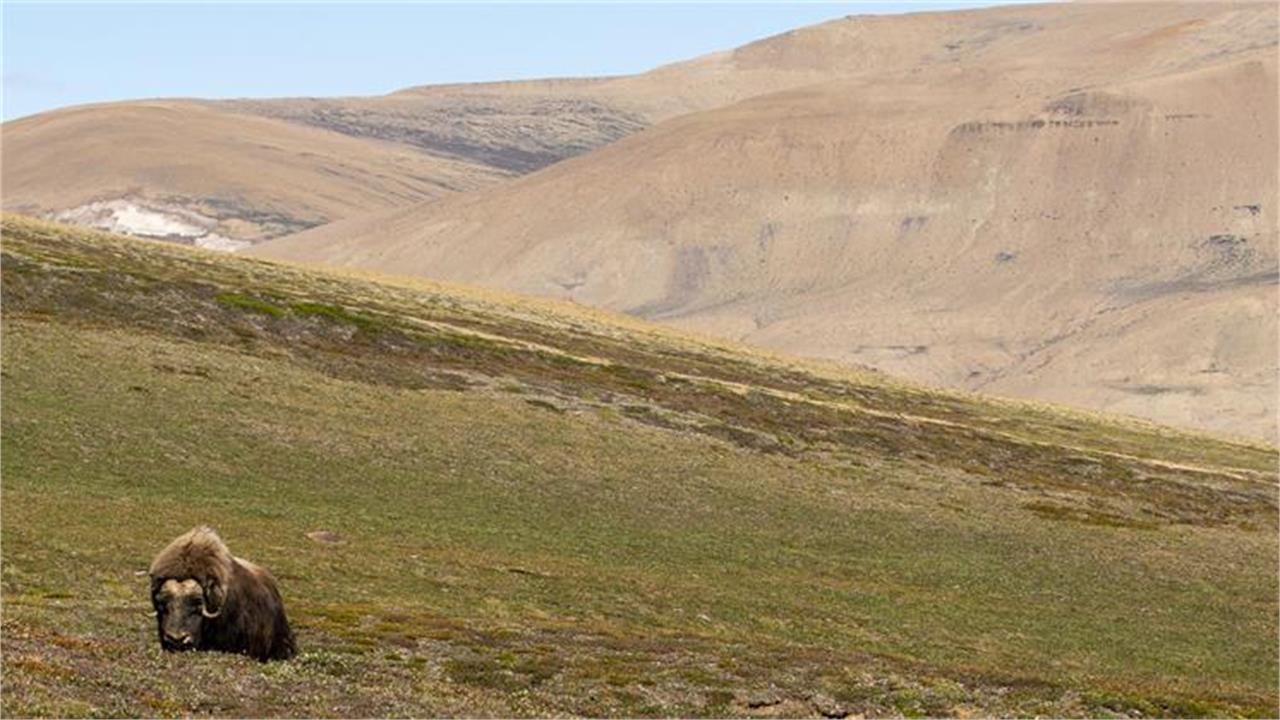 Greenland Warns Trump-Linked Firm Over Unauthorised Oil Drilling